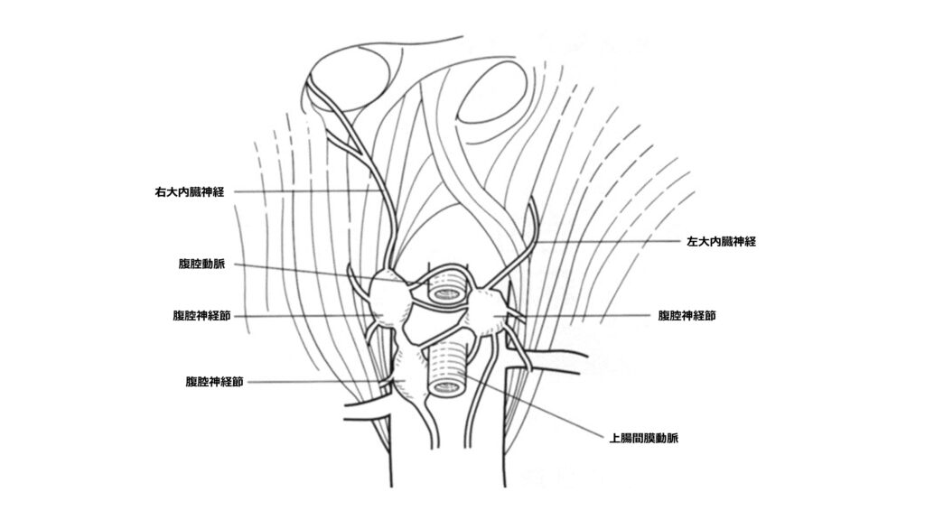 図１： 腹腔神経節の位置（安田一朗. 肝胆膵画像 2008;10(3):257-262を一部改変）
