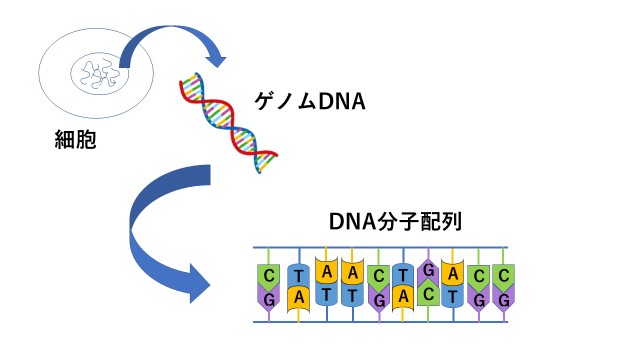 図１：ゲノムの構造

