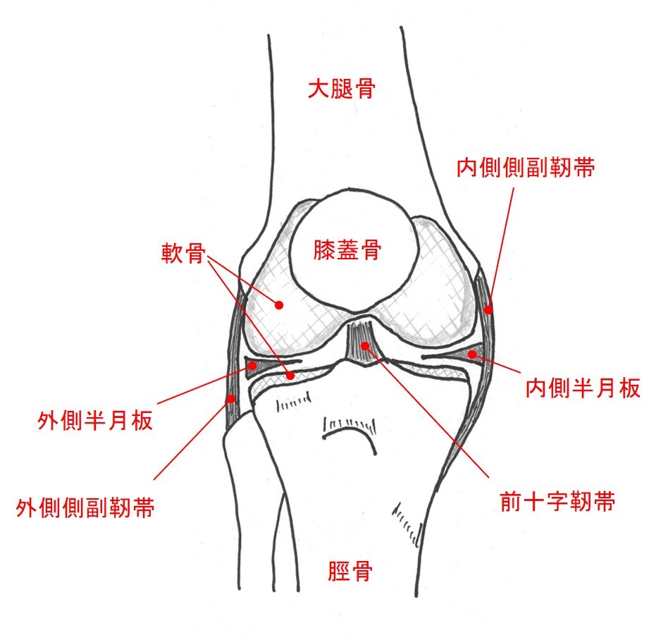 図：膝は骨と、その間のクッションである軟骨と半月板、骨をつなぐ靭帯で構成されています。