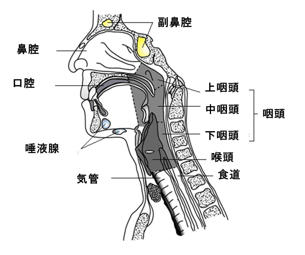図１：頭頚部の名称